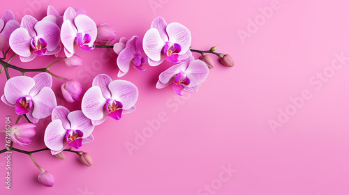Orchid flower branch on bright pink background © rida