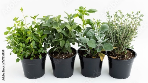 5 types of garden herbs in pots, white background, photographic 