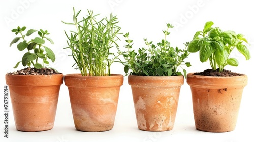 5 types of garden herbs in pots, white background, photographic 