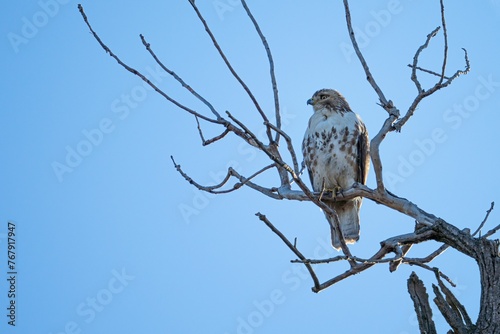 Buzzard perched atop a barren tree branch against the blue sky.