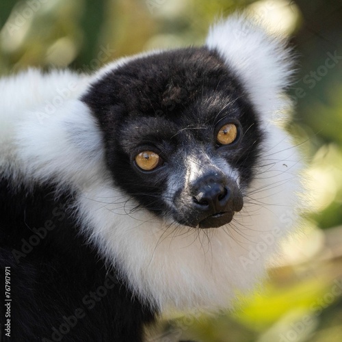 Obraz na plátně Closeup of a lemur in a zoo under the sunlight with a blurry background