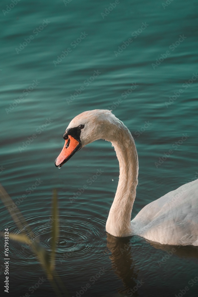 Fototapeta premium Vertical closeup of a white swan swimming in a tranquil lake