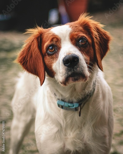 Vertical portrait of a cute Brittany dog