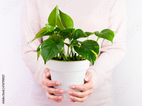 Woman holds houseplant Epipremnum aureum. Caring for indoor plants. Close-up.