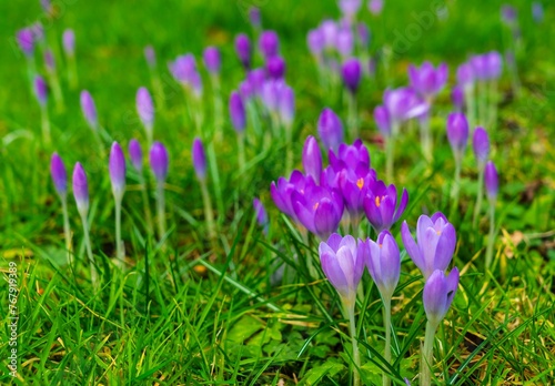 Crocus flowers blooming in early spring