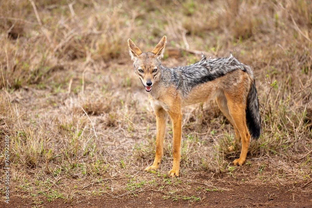 Jackal standing in a grassy field Jackal standing in a grassy field