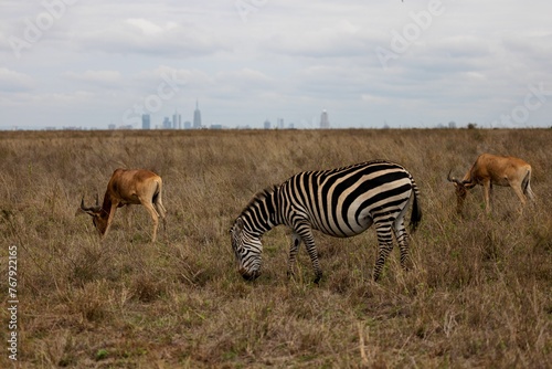 Fototapeta Naklejka Na Ścianę i Meble -  Zebra and antelopes grazing peacefully together in a grassy field