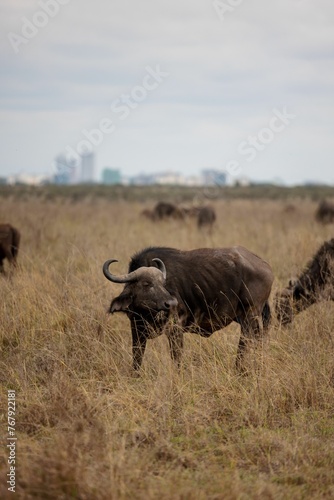 African buffalo leisurely grazing in a lush  grassy field