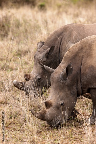 two rhinos eating grass in the wild together on the savannah