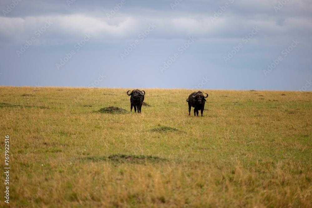 two large horned animals walking across a grass covered field with blue sky two large horned animals walking across a grass covered field with blue sky