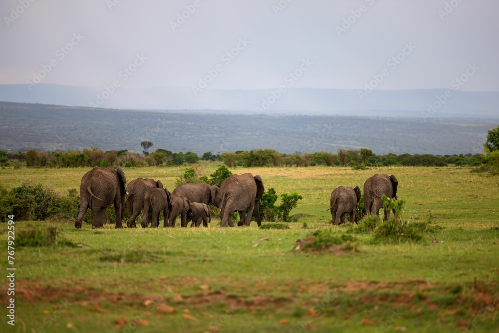 a herd of elephants walking across a lush green field next to water