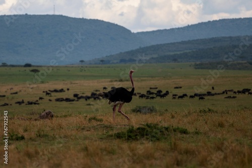 Ostrich running through an open field during a sunset