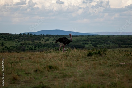 Large and majestic ostrich is running across a vast, grassy plain