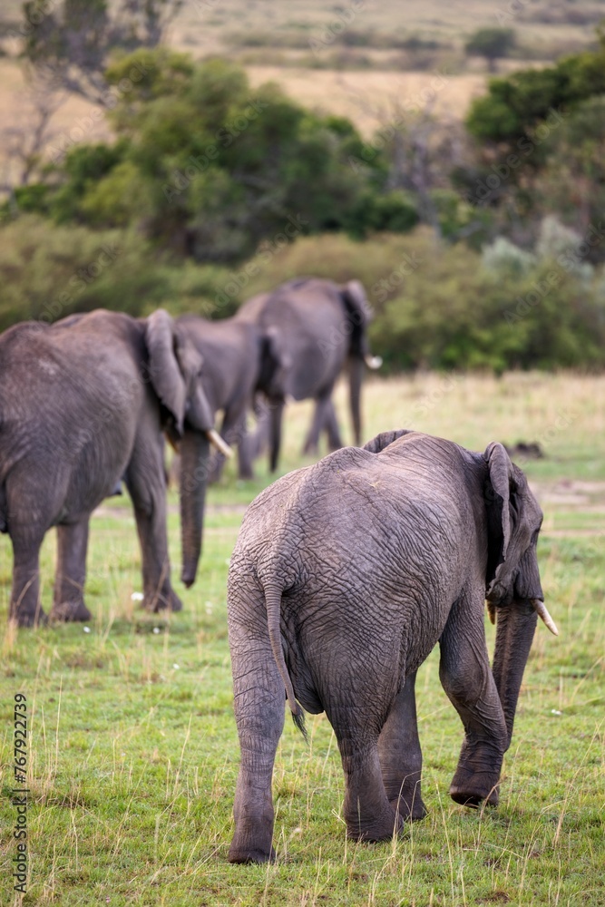 Herd of African elephants walking in a grassy field on a cloudy day Herd of African elephants walking in a grassy field on a cloudy day
