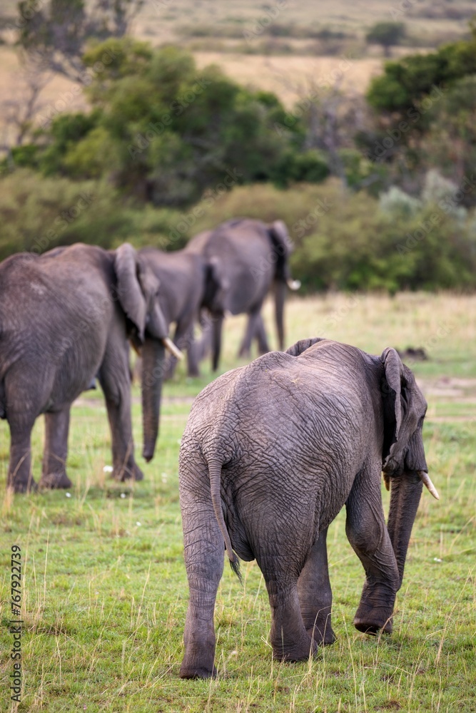 Herd of African elephants walking in a grassy field on a cloudy day