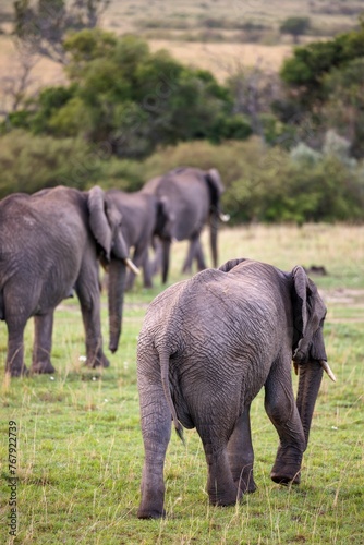 Herd of African elephants walking in a grassy field on a cloudy day © Wirestock