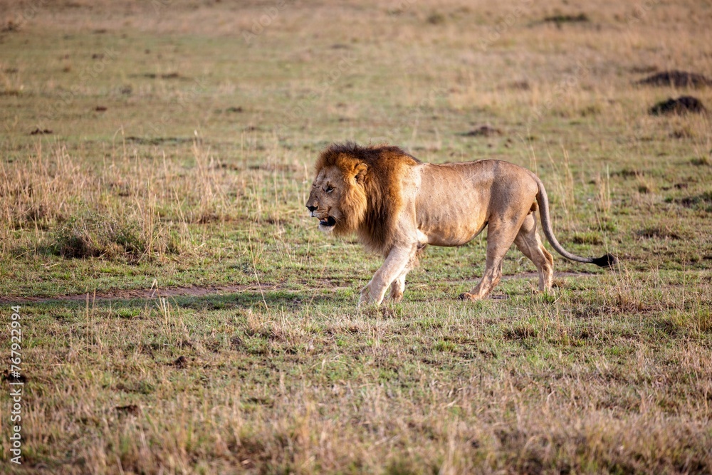 Majestic lion traversing a vast expanse of natural grassland, surrounded by lush foliage Majestic lion traversing a vast expanse of natural grassland, surrounded by lush foliage