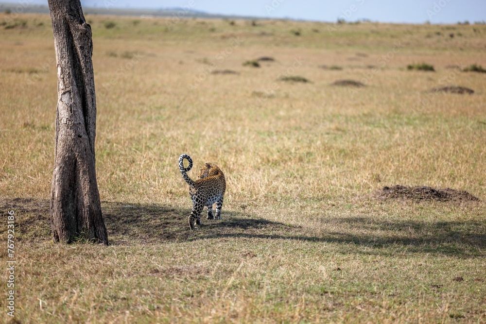 Fototapeta premium Impressive Bengal Tiger walking across a sun-drenched grassy field with a large tree nearby
