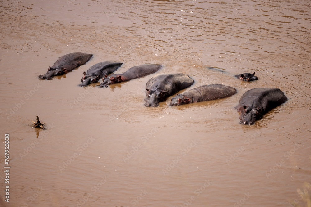 Fototapeta premium Group of hippos near a watering hole enjoying a refreshing swim