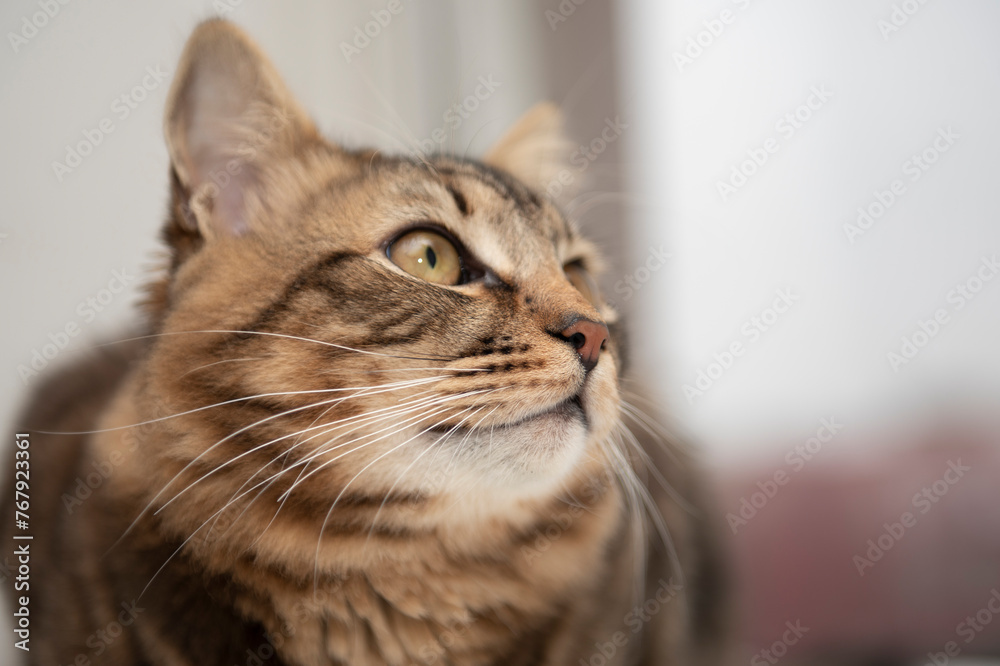 Portrait of domestic cat	