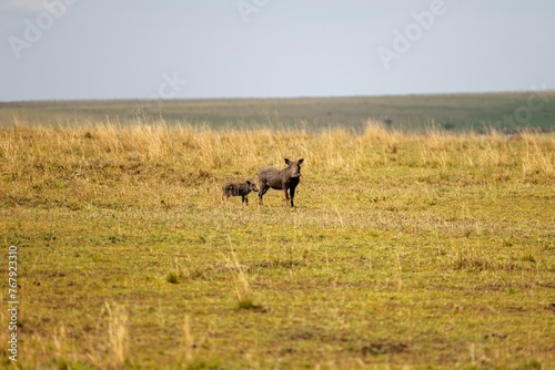 Fototapeta Naklejka Na Ścianę i Meble -  Warthogs thos standing in a sun-drenched savannah field
