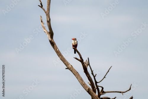White-throated kingfisher perched atop a barren tree branch with the blue sky in background