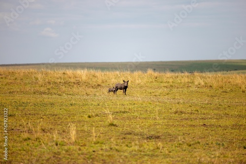 Warthogs thos standing in a sun-drenched savannah field