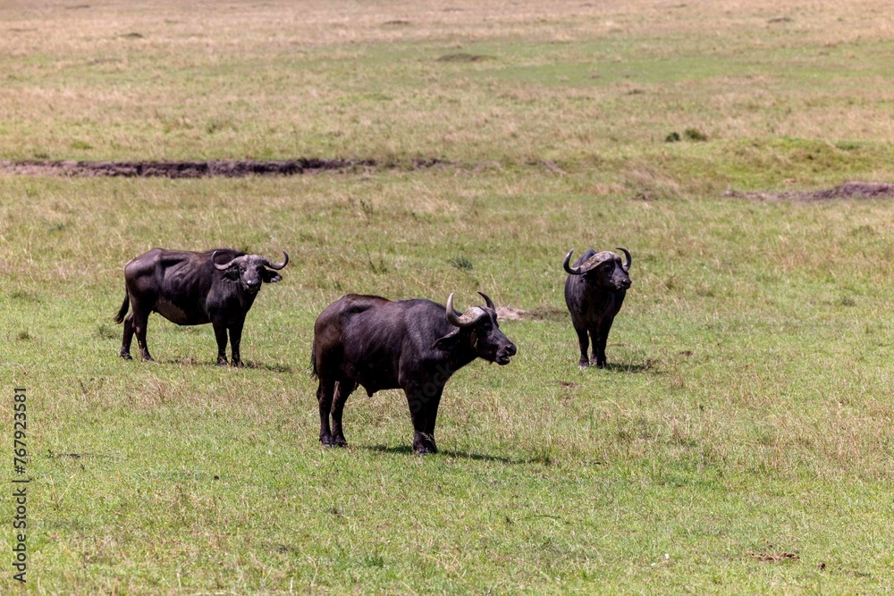 Large buffalos striding through a lush grassy meadow in its natural environment
