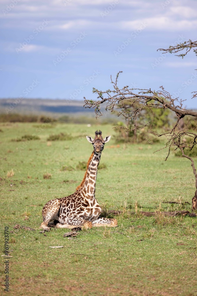 Obraz premium Giraffe in its natural environment, sitting in the midst of a lush, verdant forest