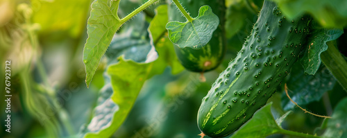 Cucumbers hanging on the vine with dew drops in a garden. Organic farming and fresh vegetables concept. Design for gardening guides, healthy eating blog, and agricultural banner with copy space.