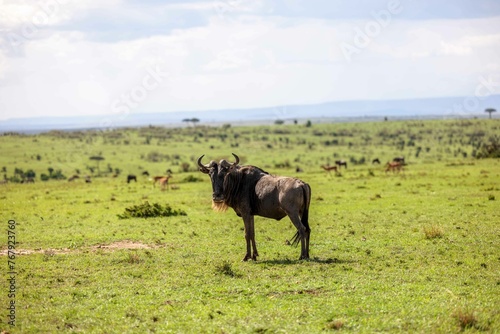 Fototapeta Naklejka Na Ścianę i Meble -  Majestic Blue wildebeest stands on a lush green grassy landscape