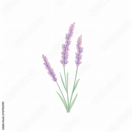 A watercolor rendition of lavender its slender stems and purple flowers casting a calm over white canvas
