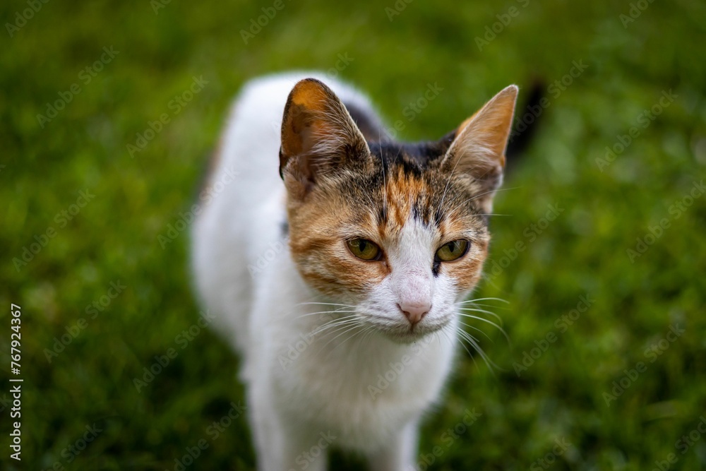 Closeup of a cat with a serious, vigilant look
