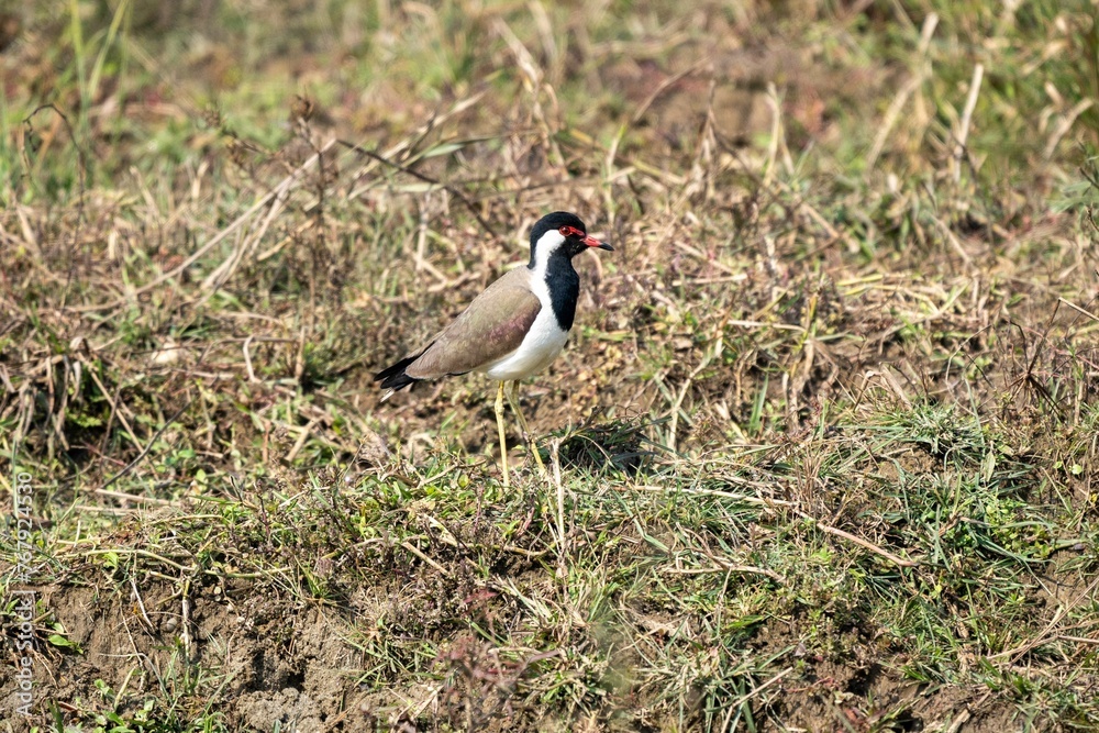 Closeup of a vibrant Red-wattled lapwing in a lush green forest on a sunny day Closeup of a vibrant Red-wattled lapwing in a lush green forest on a sunny day