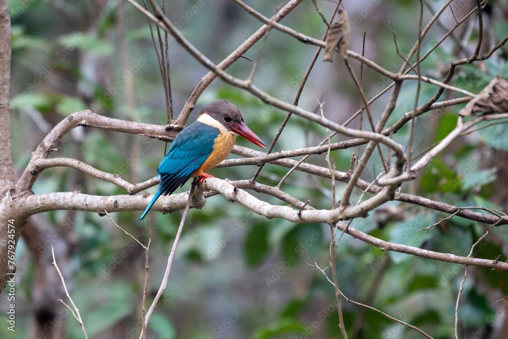 Closeup of a kingfisher perched on a branch