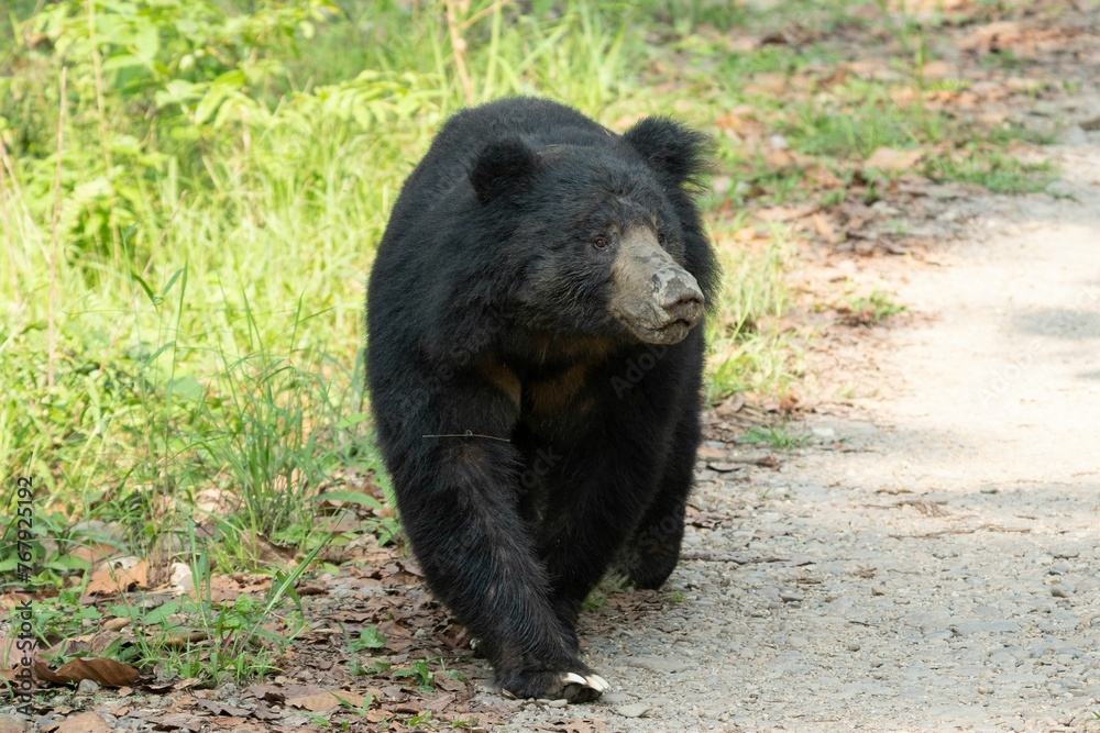 a black bear is walking along a dirt road in a forest