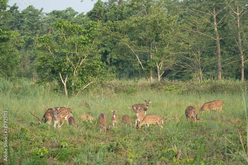 Group of deer standing in a grassy field © Wirestock