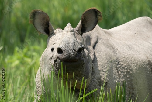 Fototapeta Naklejka Na Ścianę i Meble -  Closeup of a rhino standing on green grass