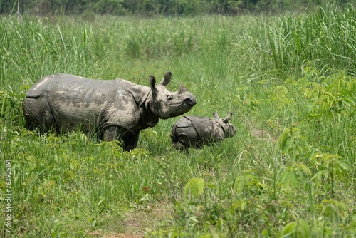 an adult rhino and her calf grazing in the middle of a grassy plain