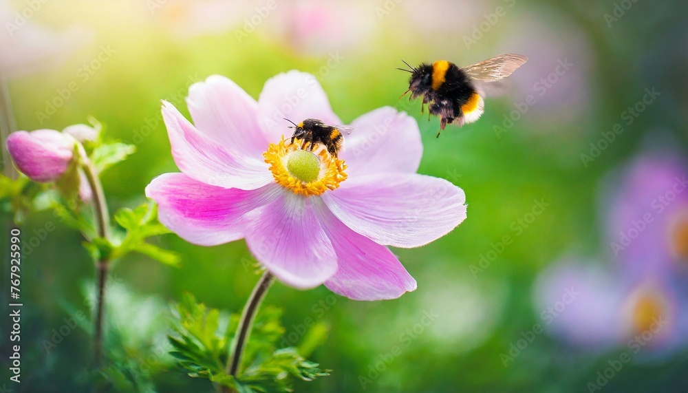 Whispers of Spring: Japanese Anemone Flower and Bumblebee Amidst Soft Blurry Light, an Artistic Ode to the Seasons Whispers of Spring: Japanese Anemone Flower and Bumblebee Amidst Soft Blurry Light, an Artistic Ode to the Seasons