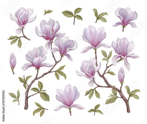 Hand painted acrylic illustrations of magnolia flowers. Perfect for home textile, packaging design, stationery, wedding invitations and other prints (ID: 767925925)