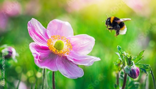Whispers of Spring: Japanese Anemone Flower and Bumblebee Amidst Soft Blurry Light, an Artistic Ode to the Seasons" © Sadaqat