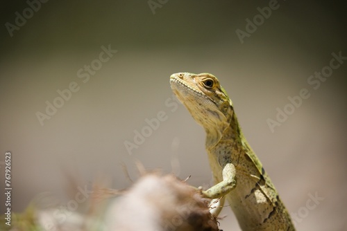 Close-up of a common iguana baby perched atop a bed of lush grass © Wirestock