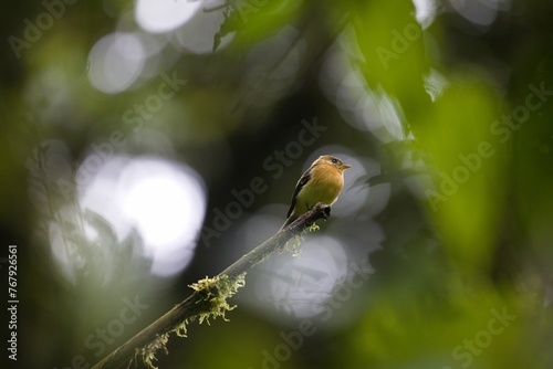 Tufted flycatcher (Mitrephanes phaeocercus) perched on a tree branch in a lush green woodland photo