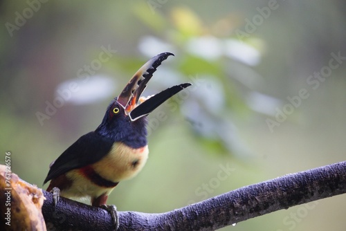 Collared Aracari (Pteroglossus torquatus) perched on a branch with its beak wide open, photo