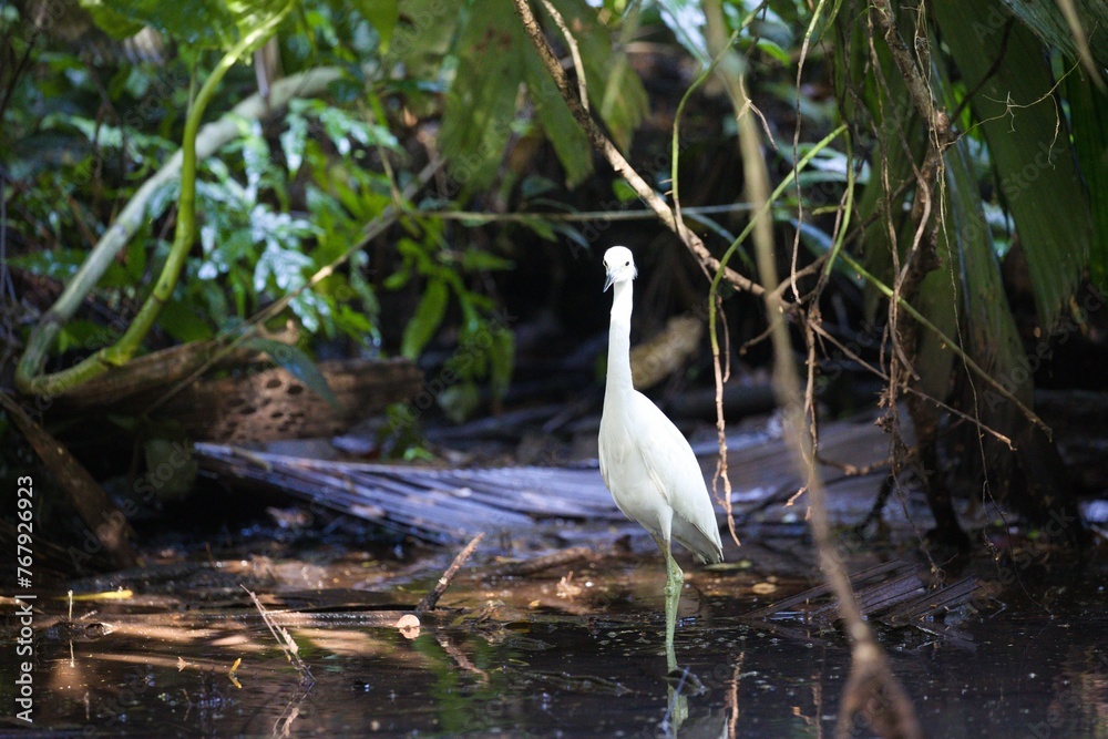 White Little blue heron (Egretta caerulea) perched on a rock in a scenic river White Little blue heron (Egretta caerulea) perched on a rock in a scenic river
