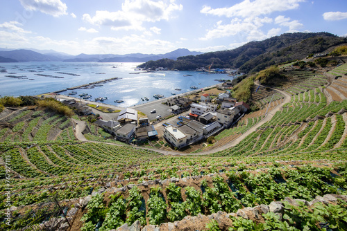 遊子水荷浦の段畑（愛媛県宇和島市） photo