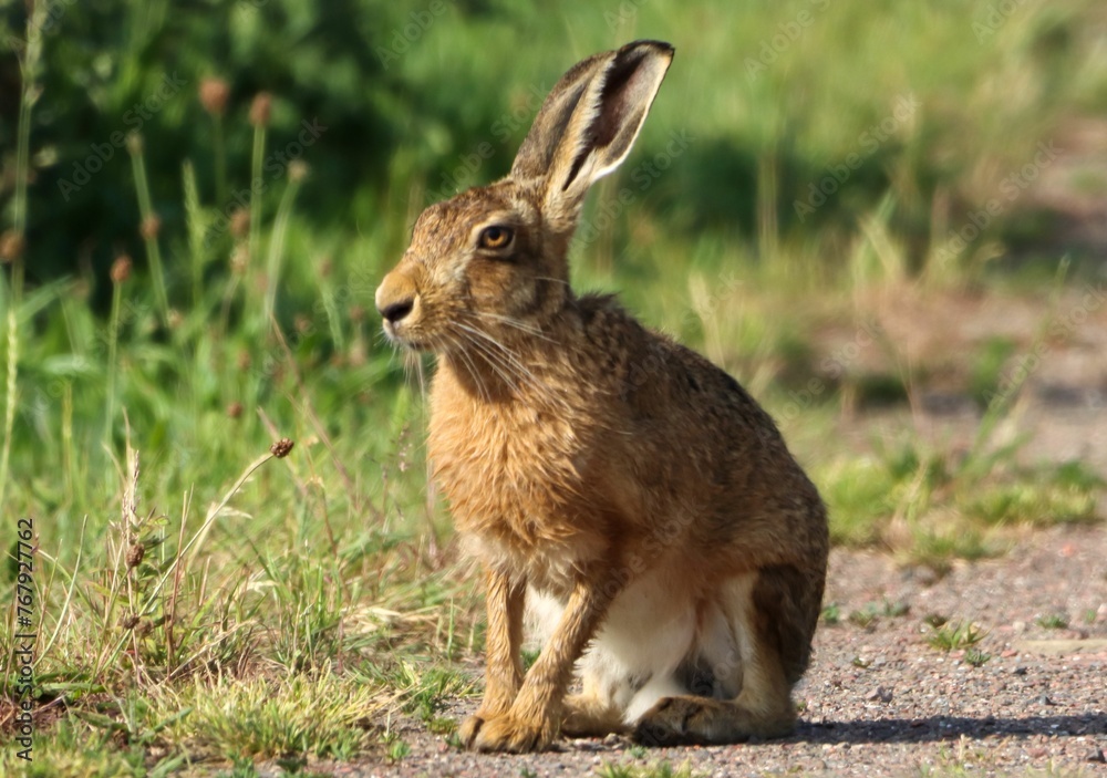 Fototapeta premium Adorable a hare sitting in a natural outdoor setting, surrounded by green grass