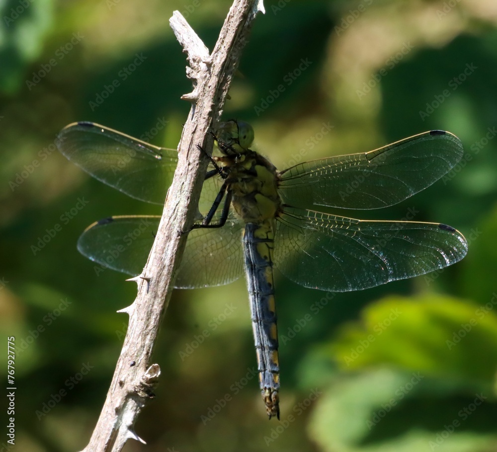 Broad Bodied Dragonfly on a tree branch in a natural environment Broad Bodied Dragonfly on a tree branch in a natural environment