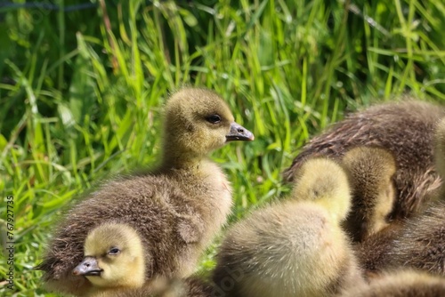 Flock of Gosling Canadian Geese at a Nature Reserve near the lush grass © Wirestock